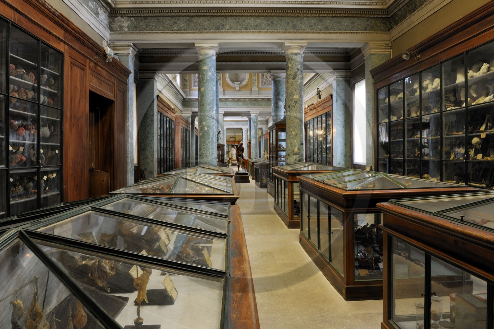 France, Hérault (34), Montpellier, centre historique, faculté de médecine, le musée d'anatomie