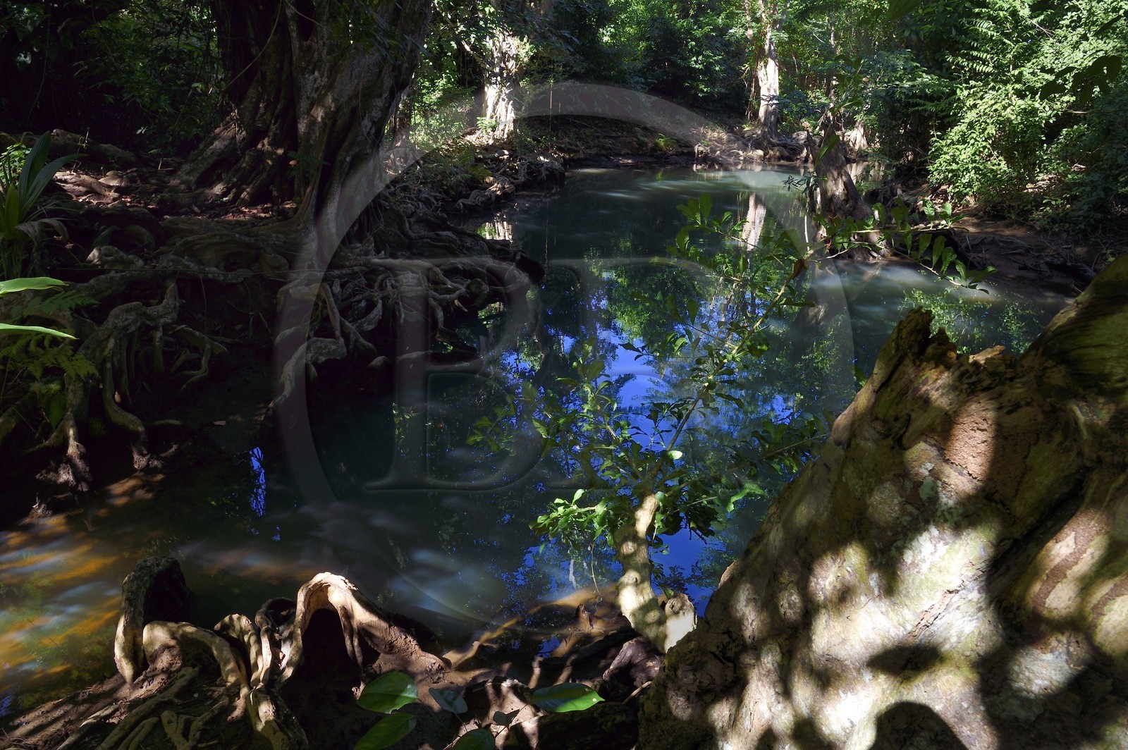 Caraïbes, Ile de la Dominique, Portsmouth, les rives de l'Indian River, sang-dragon (Pterocarpus officinalis)