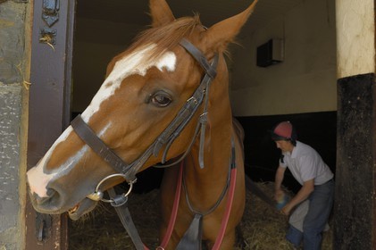 Republic of Ireland, County Kildare, Maynooth, Moyglare Stud, preparation of the horse in the box