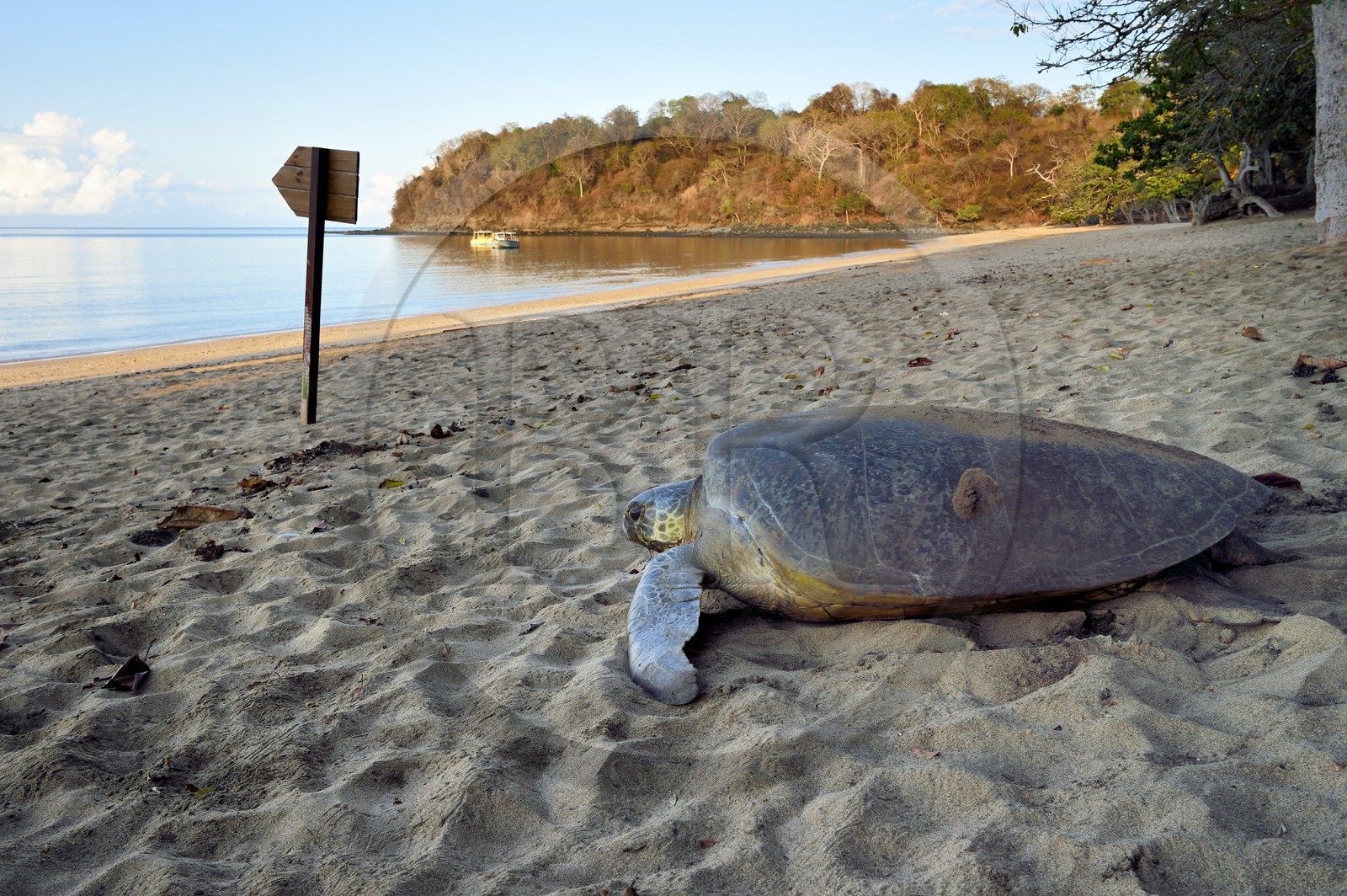France, Ile de Mayotte, Grande-Terre, Kani-Keli, plage de N’Gouja, tortue verte (Chelonia mydas) rejoignant la mer après la ponte