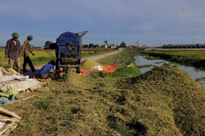 Vietnam, province de Ninh Binh, battage du riz par une machine