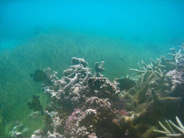 France, île de la Réunion, le récif corallien du lagon de la plage de Saint-Gilles et de l'Ermitage (vue sous-marine)