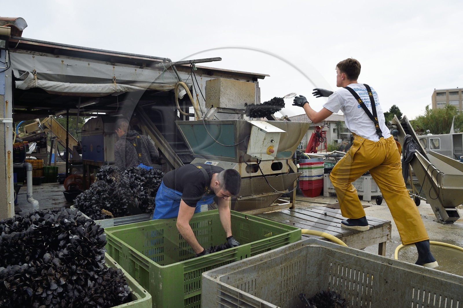 France, Var (83), La Seyne-sur-Mer, l'ostréiculteur Jean Christophe Giol dans la baie de Tamaris