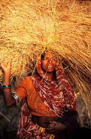 Inde, état du Rajasthan, région de Kumbhalgarh, la femme état du Rajasthani porte le fardeau
