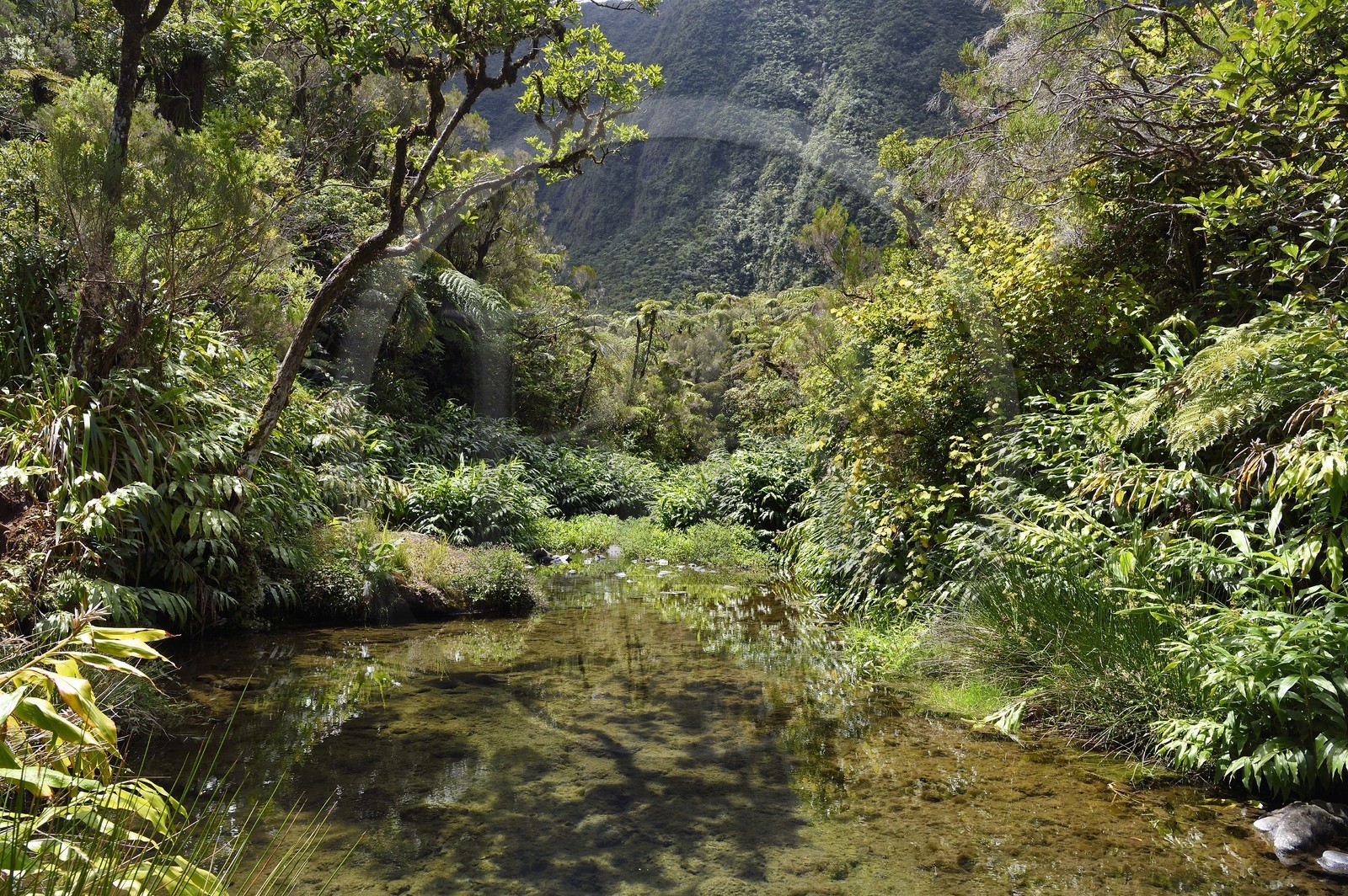France, Ile de la Reunion, Parc National de la Réunion classé Patrimoine Mondial de l'UNESCO, La Plaine des Palmistes, forêt de Bébour, sentier de randonnée Cassé de Takamaka, Bassin des Hirondelles