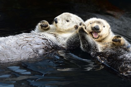 Portugal, Lisbonne, Parque das Nações (Parc des nations) construit pour l'exposition universelle de 1998, Oceanário (Oceanarium), loutre de mer (Enhydra lutris)
