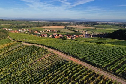 France, Bas-Rhin (67), Route des vins d'Alsace, le village de Nothalten et le vignoble du grand cru Muenchberg, la plaine d'Alsace et la Foret Noire en arri
