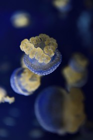 France, Charente-Maritime, La Rochelle, Aquarium La Rochelle, Compulsory Mention, white-spotted jellyfish (Phyllorhiza punctata)