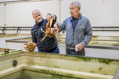 France, Charente-Maritime (17), La Rochelle, Port de pêche de Chef de Baie, la halle à marée (criée) qui accueille aussi les entreprises de mareyage, le chef étoilé Christopher Coutanceau tenant une araignée de mer fait son marché chez le mareyeur Stephane Boutin