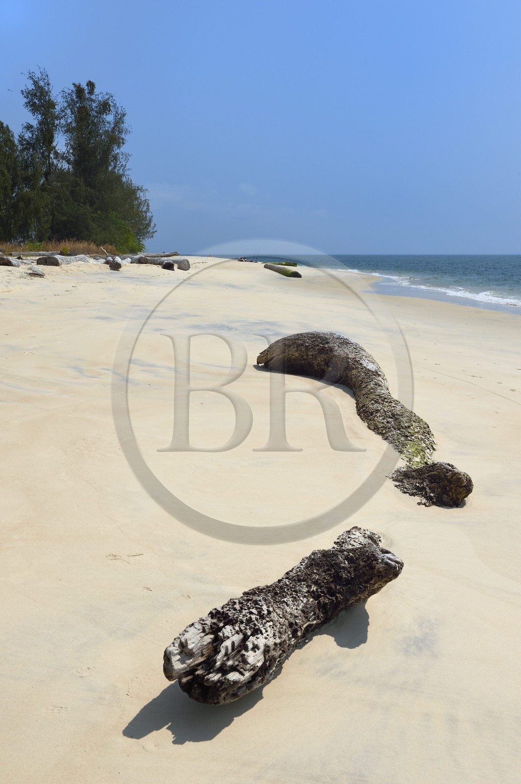 Gabon, province de l'Estuaire, plage de la Pointe Denis qui fait face à Libreville de l'autre côté de l'Estuaire du Gabon et bois flotté
