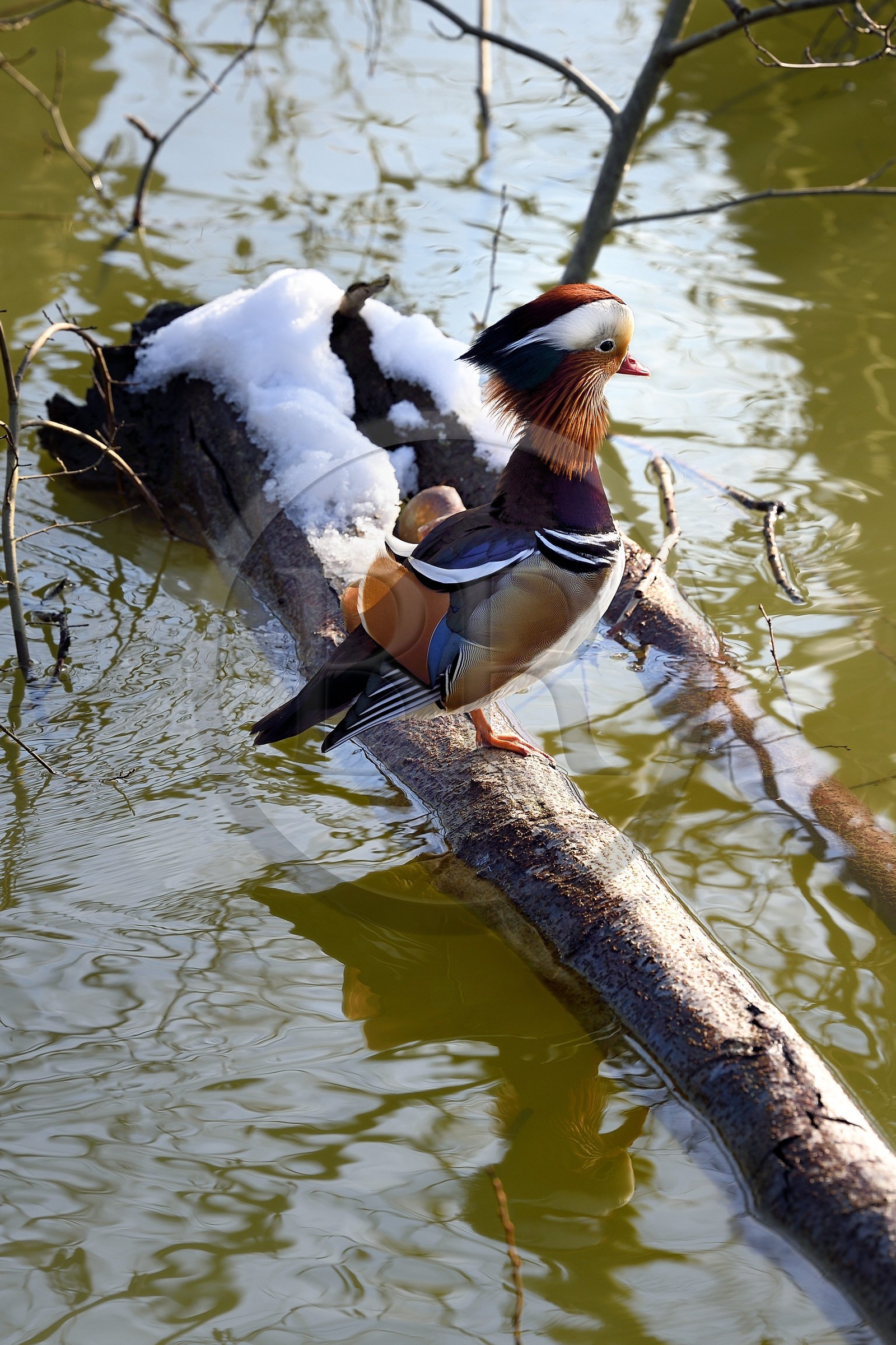France, Val de Marne, the Marne riverside, Bry sur Marne, male mandarin duck (Aix galericulata)