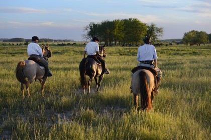Argentine, province de Buenos Aires, San Antonio de Areco, estancia La Bamba de Areco, gauchos au travail dans la pampa