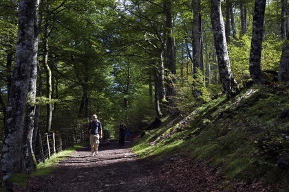 Spain, Basque Country, Navarra, Camino de Santiago (the Way of St. James) between Saint Jean Pied de Port and Roncesvalles, pilgrims crossing a forest not far from the Izandorre Refuge