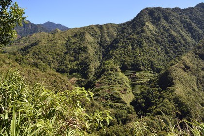 Philippines, province d'Ifugao, les rizières en terrasses de Banaue entre les villages de Cambulo et Batad, classées Patrimoine Mondial de l'UNESCO, alimentées par un ancien système d'irrigation depuis la forêt tropicale au-dessus des terrasses