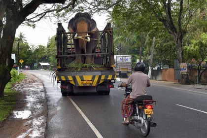 Sri Lanka, Province du Sud, Weligama, un camion transporteur d'éléphant apporte un éléphant à une cérémonie