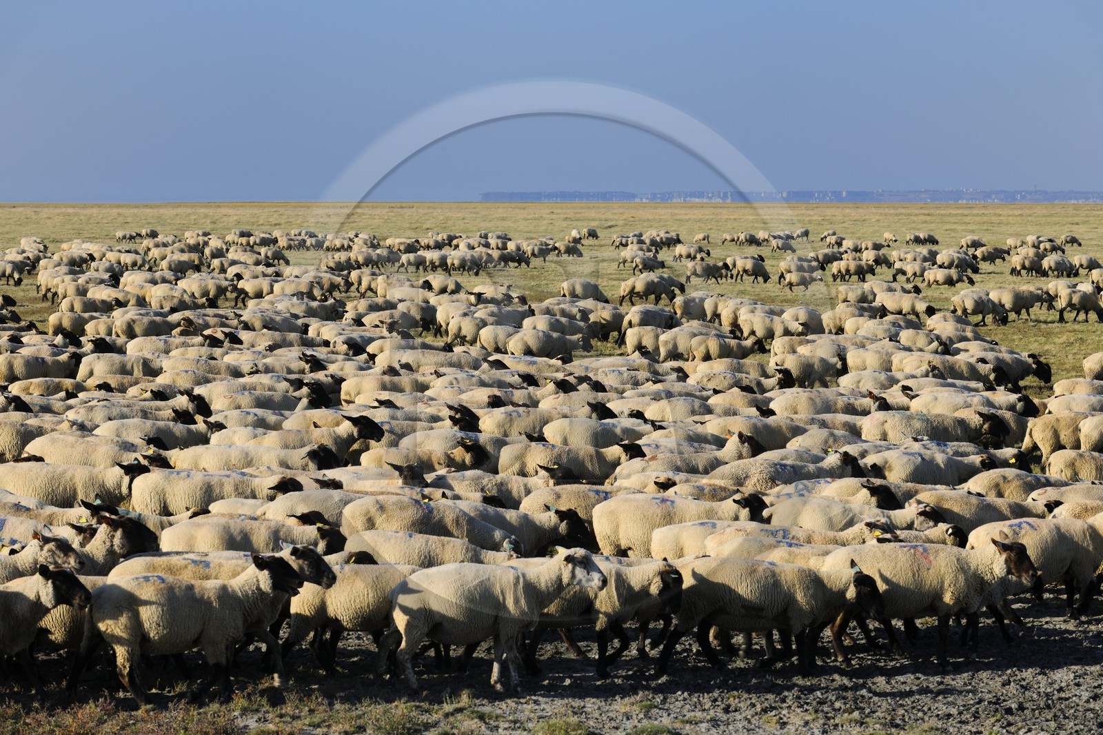 France, Ille-et-Vilaine (35), troupeau de moutons de prés salés du Mont-Saint-Michel