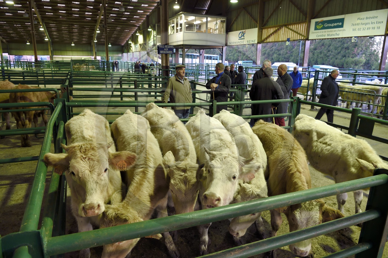 France, Seine-Maritime (76), Forges-les-eaux, marché couvert aux bestiaux, les négociations entre acheteurs et vendeurs se font de gré à gré