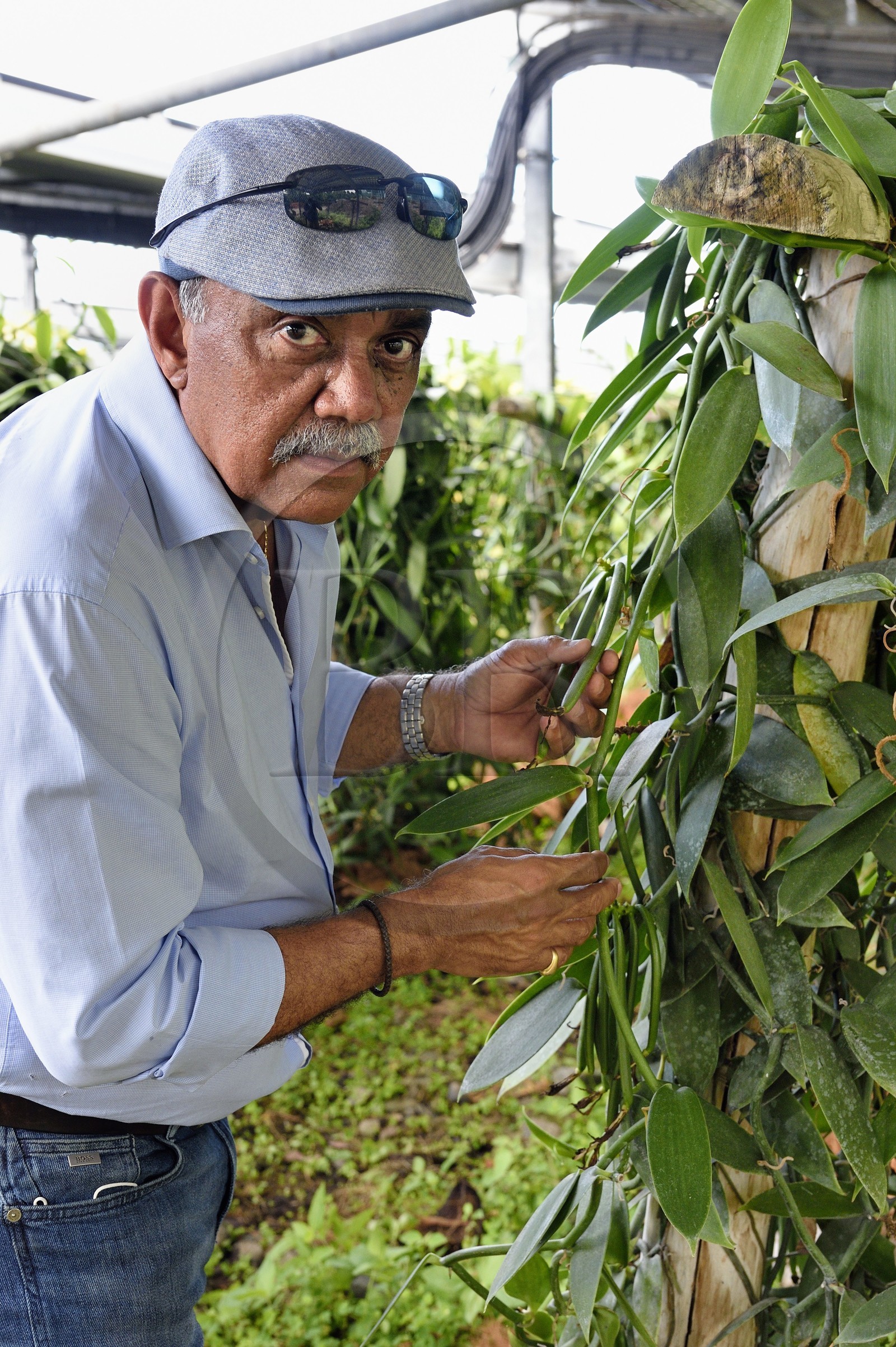 France, Ile de la Reunion, Saint-Louis, Domaine de Bellevue, producteur de vanille Planifolia biologique issues d'orchidées cultivées sous des panneaux photovoltaïques, Jean Edwards Saint-Lambert