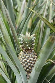 France, Ile de la Reunion, Le Tampon, plantation d'ananas Victoria