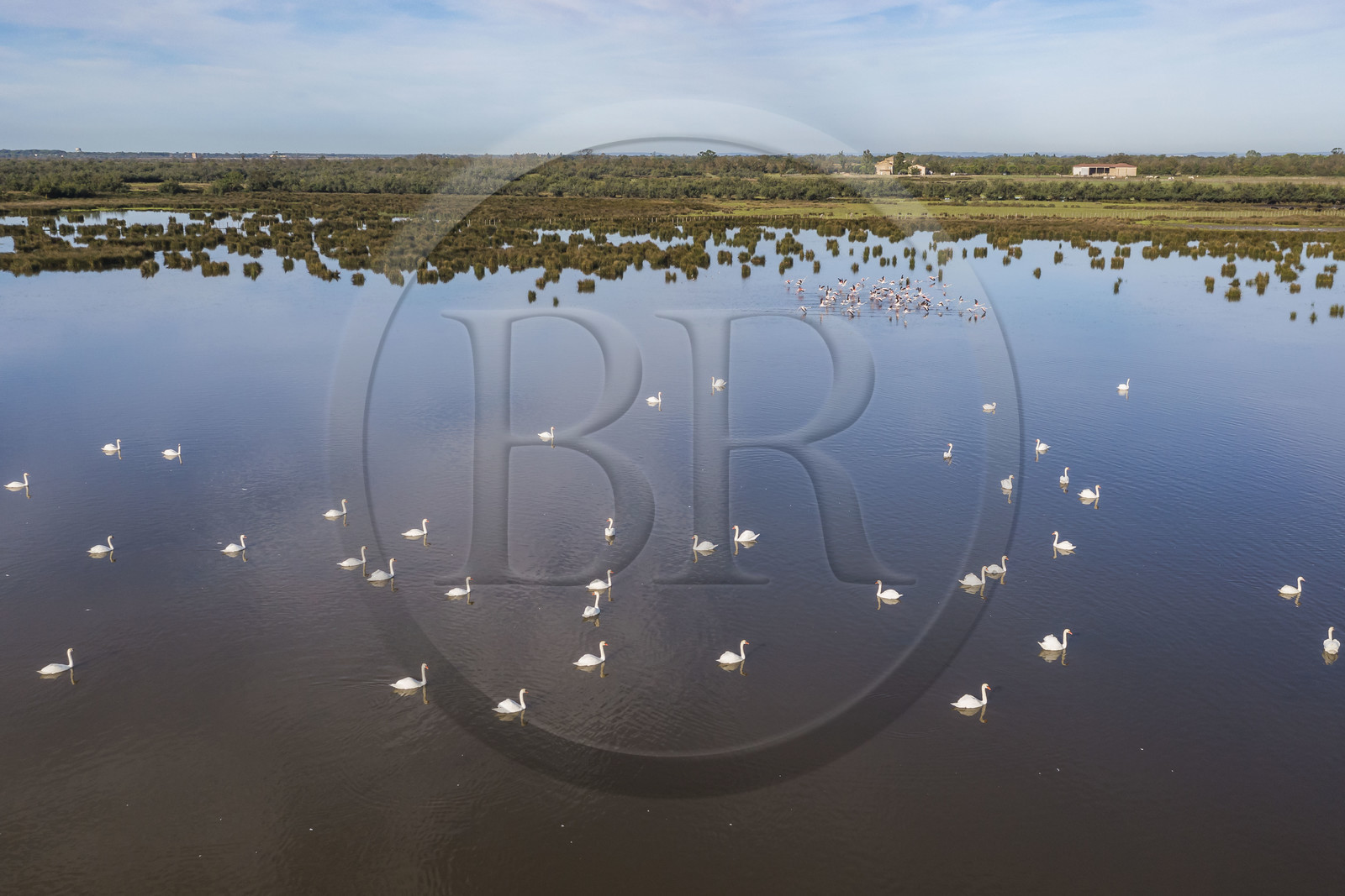 France, Gard (30), la Petite Camargue vers Aigues-Mortes, cygnes blancs et envol de flamants roses (Phoenicopterus roseus) (vue aérienne) France, Gard, the Petite Camargue towards Aigues-Mortes, white swans and flight of pink flamingos (Phoenicopterus roseus) (aerial view)