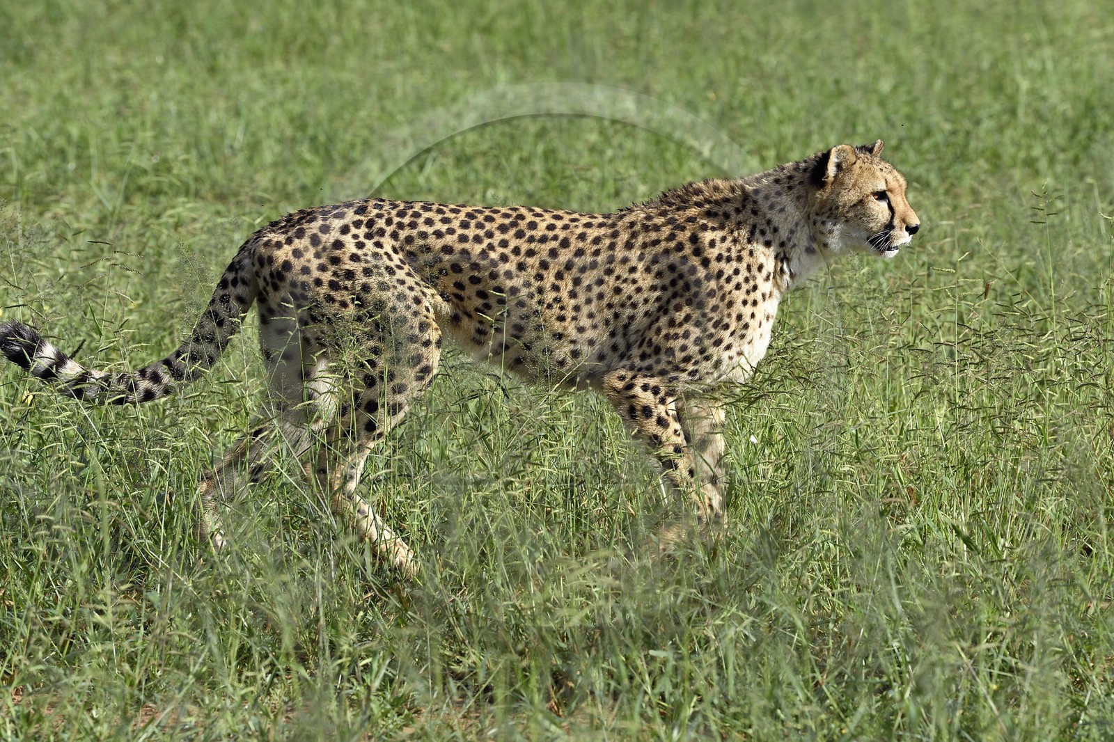 Namibia, Otjiwarongo, Cheetah Conservation Fund, research and education centre, cheetah (Acinonyx jubatus) in tall grass