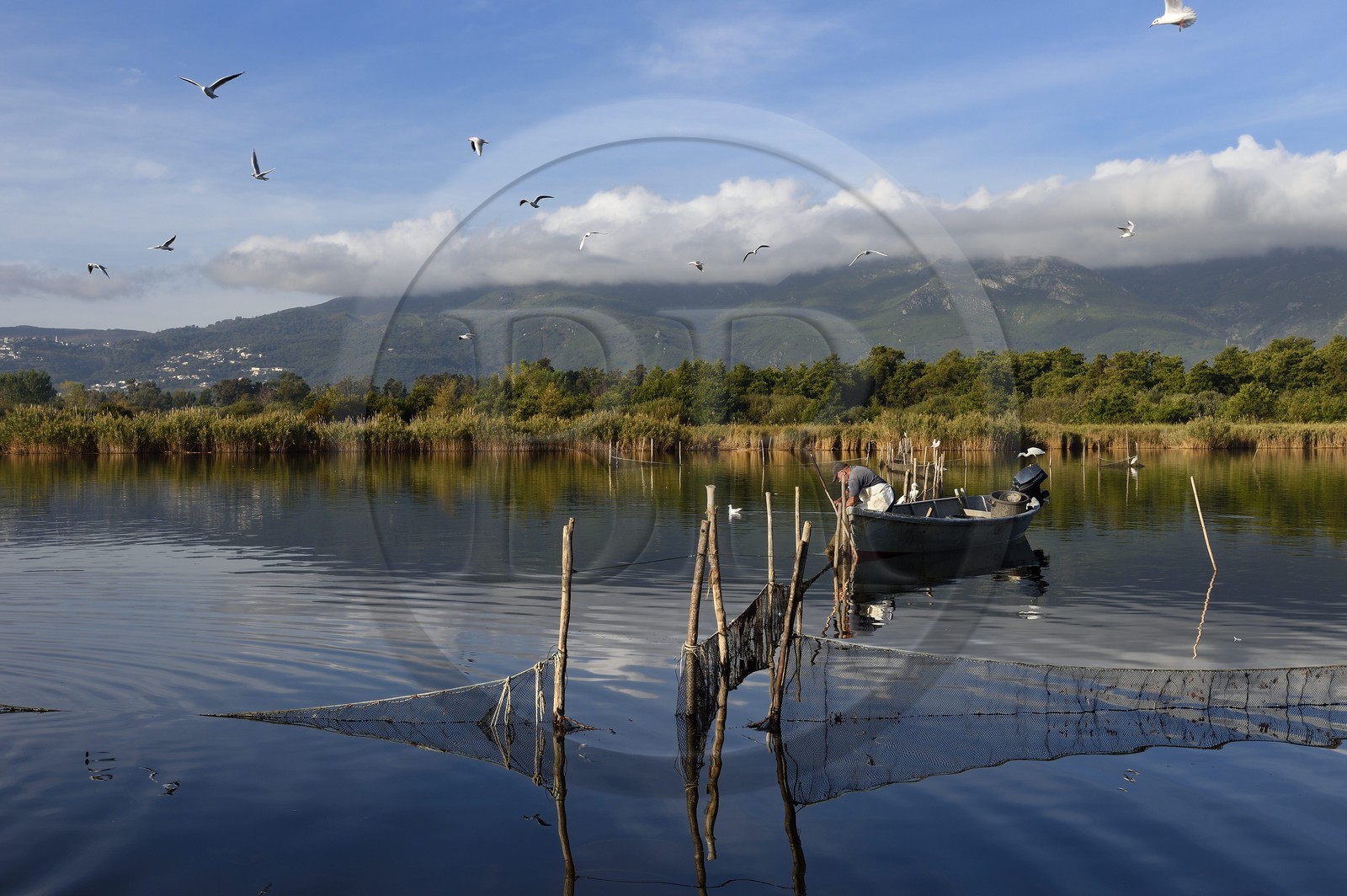 France, Haute-Corse (2B), l'étang de Biguglia (stagnu di Chjurlinu), réserve naturelle de Corse (RNC), pecheur relevant les filets tendus sur des pieux d'aulne