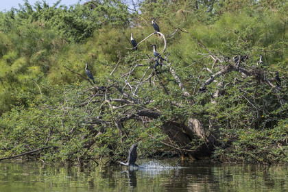 Rwanda, Akagera National Park, Lake Ihema, white-breasted cormorant (Phalacrocorax lucidus) taking flight