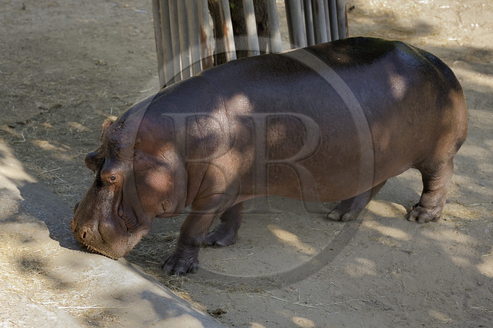 Portugal, Lisbonne, Jardin zoologique, hippopotame nain (Hexaprotodon liberiensis)