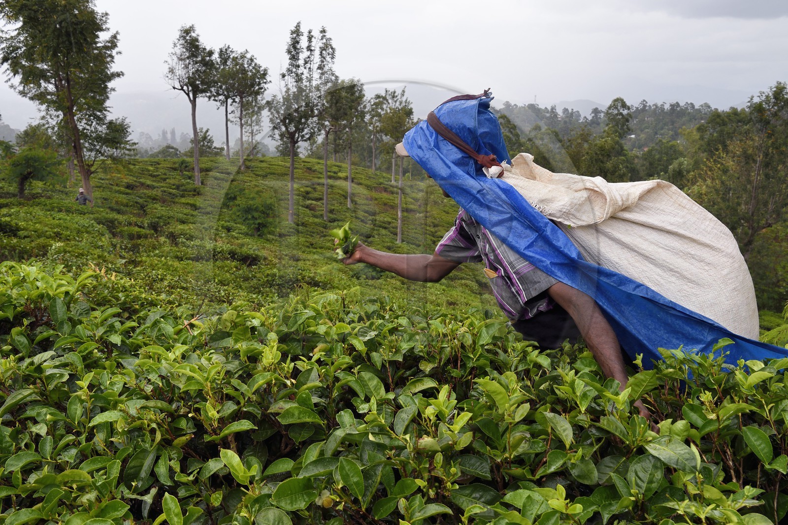 Sri Lanka, Province d'Uva, Bandarawela, cueillette des feuilles dans une plantation de thé