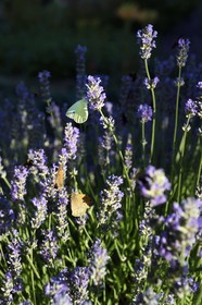 France, Meuse, Lorraine Regional Park, Cotes de Meuse, Hattonchatel, butterfly on lavender