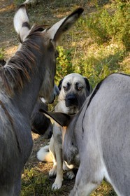 France, Var (83), Provence Verte, Bras, la maison d'hôtes Le Peyrourier une campagne en Provence, berger d’Anatolie et ane