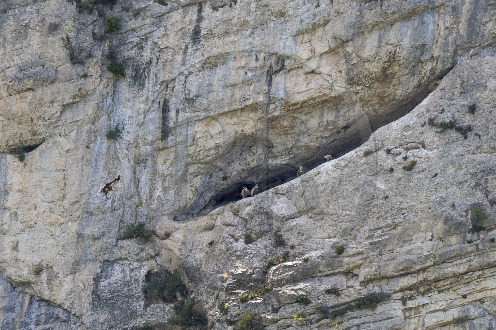 France, Drôme (26), parc naturel régional des Baronnies provençales, Villeperdrix, vautours fauves dans la falaises de Léoux