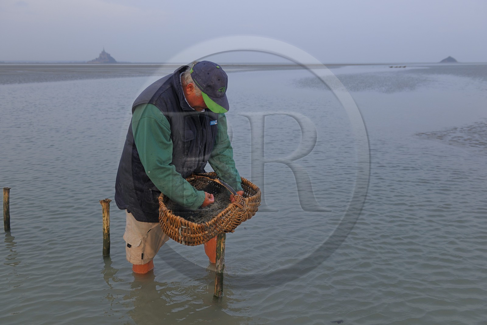 France, Manche (50), Baie du Mont-Saint-Michel, le pêcheur de grève Guy Jugan relevant ses filets de crevettes grises à l'aube