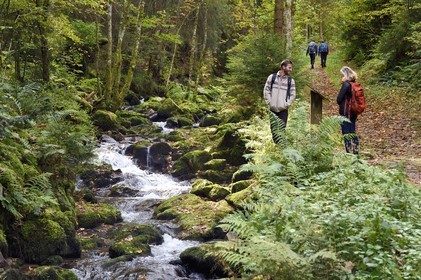 France, Vosges, Le Valtin, hike in the Valtin valley in the upper Meurthe valley on the Valtin panorama trail