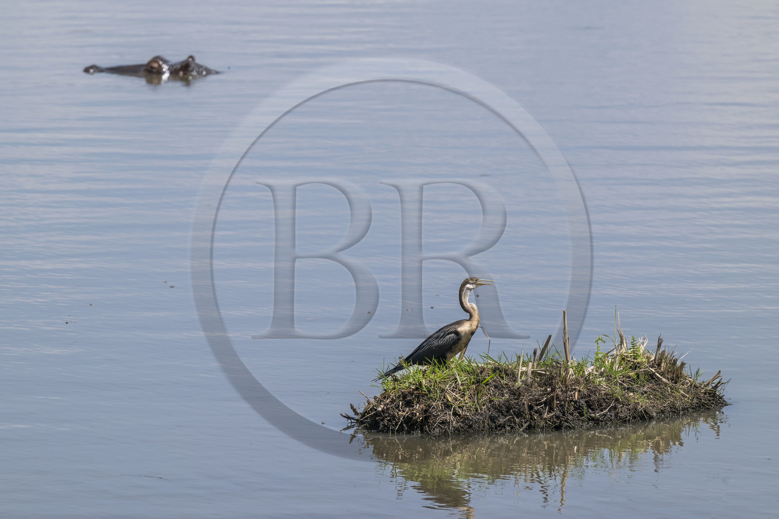Rwanda, Akagera National Park, Lake Hago, African darter (Anhinga rufa), sometimes called snakebird