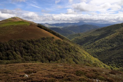 Spain, Basque Country, Navarra, Camino de Santiago (the Way of St. James) between Saint Jean Pied de Port and Roncesvalles, the Iraty forest in the valley, it is the largest beech forest in Europe