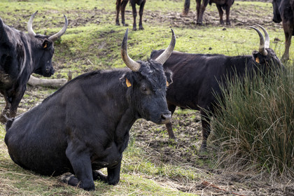 France, Gard (30), Saint-Gilles du Gard, manade Pierre Aubanel & fils, taureaux camarguais appelés Raço di Biou