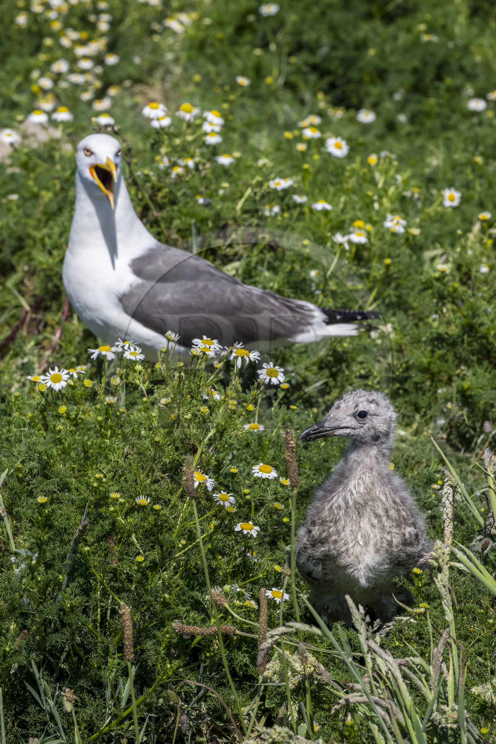 France, Finistère (29), Pays des Abers, Ile Vierge dans l'archipel de Lilia, de très nombreux goélands peuple l'île en période de nidification