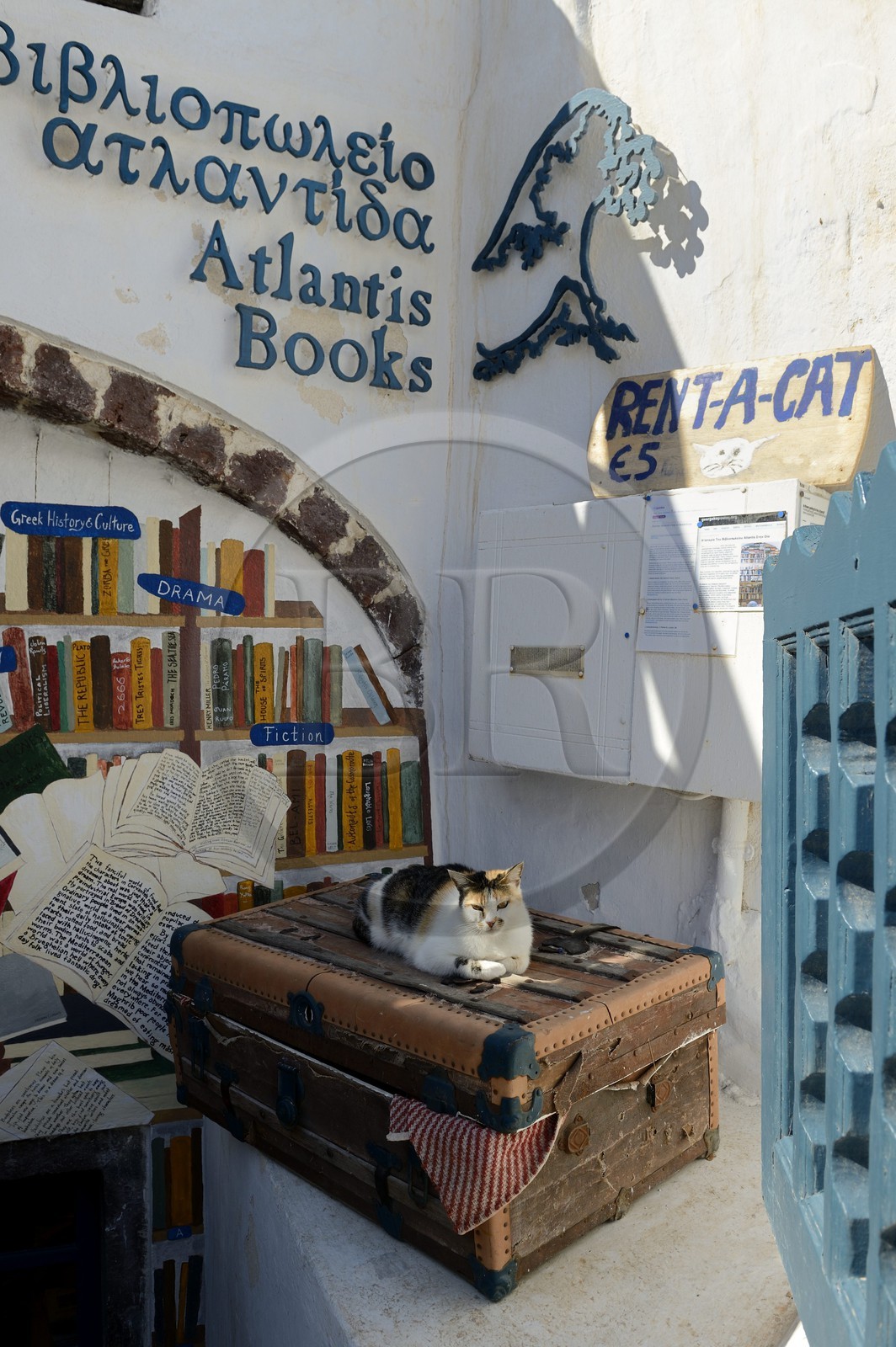 Grèce, Les Cyclades, mer Égée, île de Santorin (Thira ou Théra), village de Oia, le chat du libraire