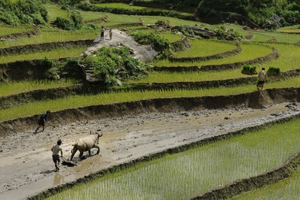 Vietnam, Lao Cai province, Sapa district, farmer from the Black Hmong minority group ploughing a rice field in terraces with a buffalo