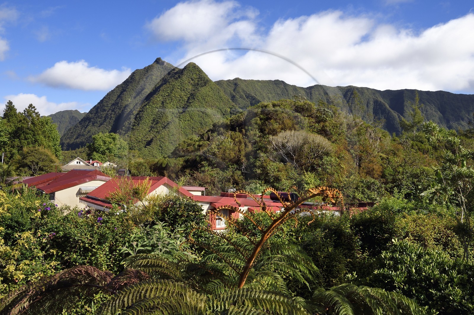 France, Reunion island (French overseas department), La Plaine des Palmistes, traditional creole houses and tree ferns