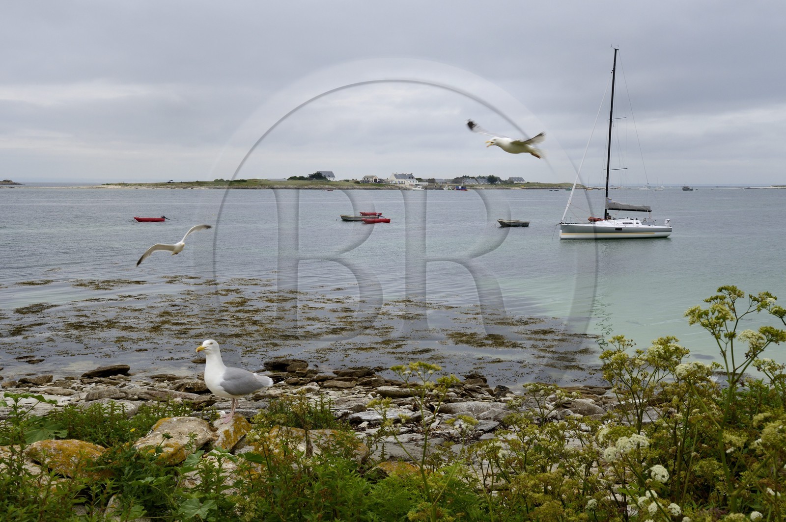 France, Finistère (29), La Foret Fouesnant, archipel des Glénan, Ile de Drenec, le voilier Pogo 10.50 entouré de goélands