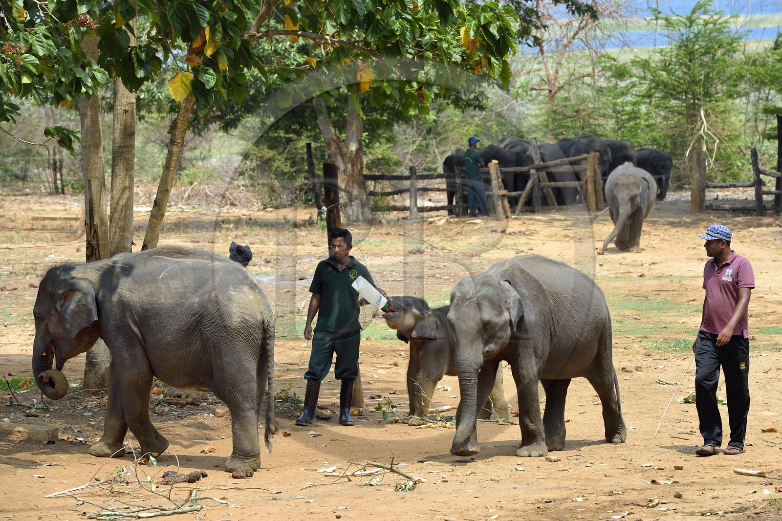 Sri Lanka, province de Sabaragamuwa, Parc national d'Uda Walawe (Udawalawe National Park), Elephant Transit Home, jeunes éléphants d'Asie (Elephas maximus) orphelins nourris au lait par leurs gardiens