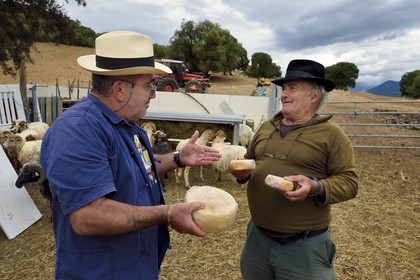 France, Corse du Sud, Cargese, Thomas Ottavi chooses the sheep cheese from the shepherd Francois Defranchi on the right