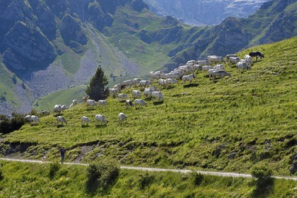 France, Alpes-Maritimes (06), vallée de la Roya (arrière-pays niçois), au pied du parc national du Mercantour, troupeau de vaches piemontaises en alpage au col de Tende et son gardien Jean-Pierro Carletto qui vient de Fossano en Italie