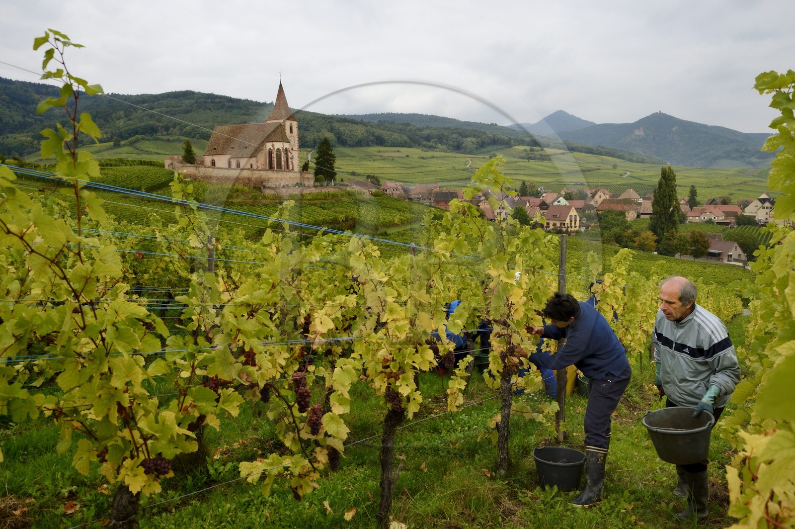France, Haut Rhin, the Alsace Wine Route, Hunawihr, labelled Les Plus Beaux Villages de France (The Most Beautiful Villages of France), wine harvest at Domaine Frederic Mallo and the Saint Hune church in the background