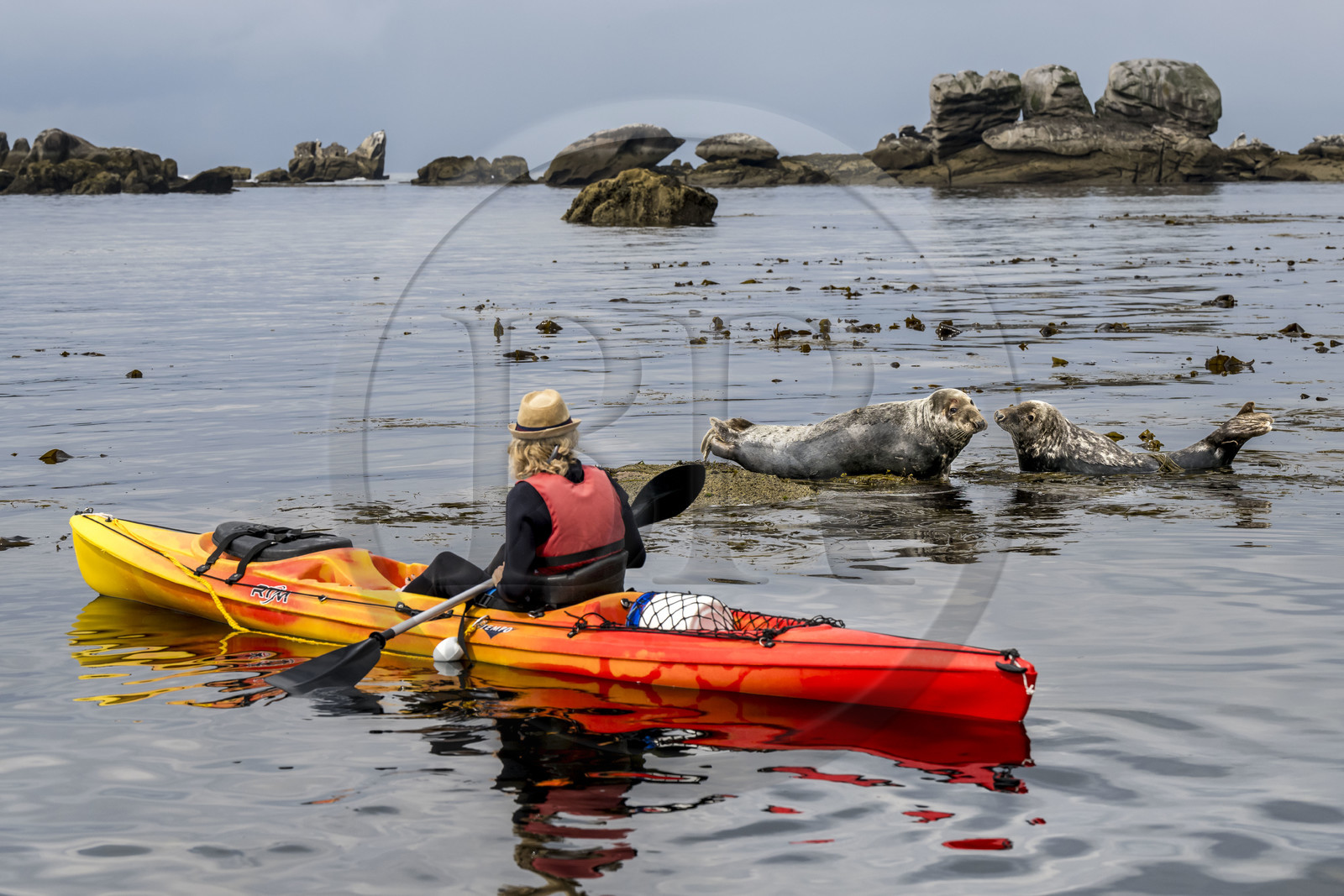 France, Finistère (29), Penmarch, archipel des Étocs, sortie en kayak du Centre nautique du Guilvinec à la découverte du phoque gris (halichoerus grypus) dans les rochers à marée basse