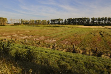 France, Ille et Vilaine, the polder of Mont Saint Michel