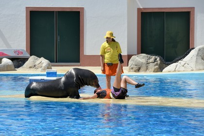 Portugal, Lisbon, Zoological Garden, the Dolphinarium, show with a sea lion