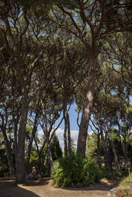 France, Alpes-Maritimes (06), Antibes, Le Jardin Botanique de la Villa Thuret (rattachée à l'INRAE), labellisé Jardin Remarquable et Arbre Remarquable, les pins parasols, même proches, respectent une distance au niveau de la cime appellée fente de timidité